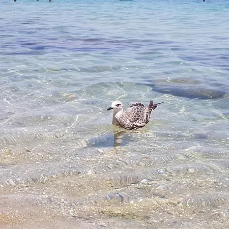 別荘 Stella's Garden